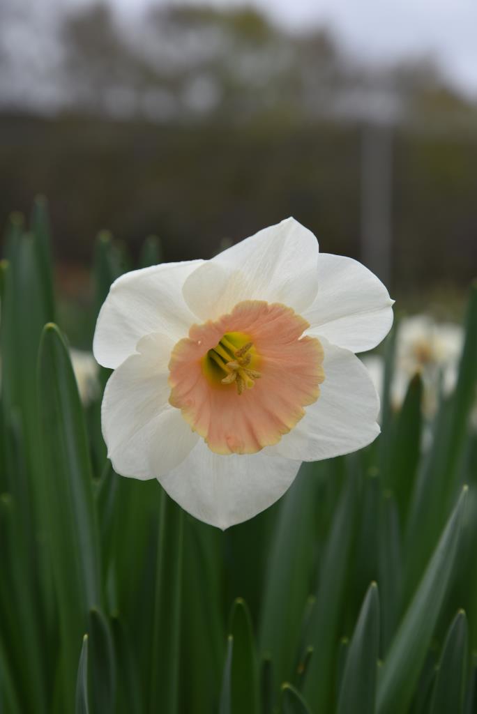 Narcissus Pitta